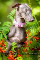 Щенки левретки в питомнике Flora Style | Помет I | Isida Flora Style