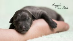 Щенки левретки в питомнике Flora Style | Помет В