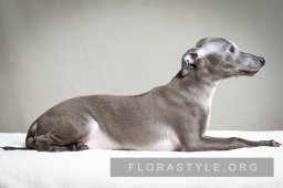 Щенки левретки в питомнике Flora Style | Помет D